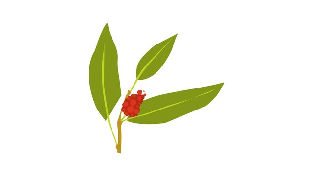 Juniper berry icon animation best cartoon object on white background
