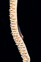 Drahtkoralle dient der Grundel als Zufluchtsort