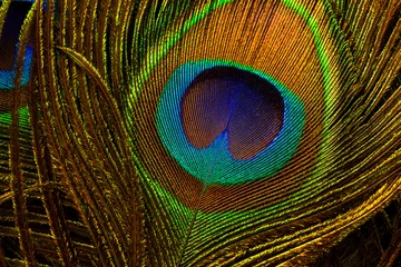 Keuken spatwand met foto macro peacock feathers,Peacock feathers close-up  © banjongseal324