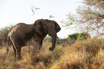 Fototapeta premium KENYA - AUGUST 16, 2018: Elephant in Amboseli National Park