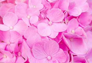 macro pink flower,Delicate natural floral background in light blue and violet pastel colors....