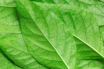 Naklejka na ściany i meble green macro leaf,Leaves Series ,Close up photo of water drops on a green leaf
