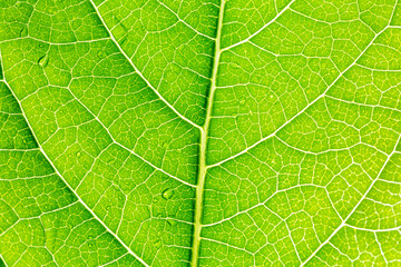Naklejka na ściany i meble green macro leaf,Leaves Series ,Close up photo of water drops on a green leaf 