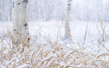 Obraz premium Winter landscape with snow-covered tall grass. Winter background. Snow covered winter park
