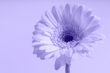 Delicate single gerbera flower in the morning dew. Monochrome image. Isolated on very peri...