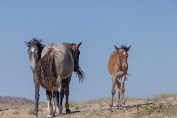 Wild Horses in Summer in the Utah Desert