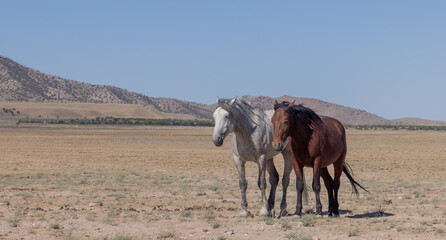 Wild Horses in Summer in the Utah Desert