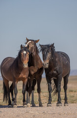 Fototapeta premium Wild Horses in Summer in the Utah Desert