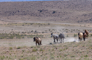 Naklejka na ściany i meble Wild Horses in Summer in the Utah Desert