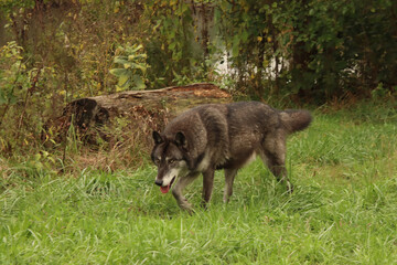 Black Wolf