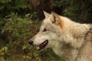 Close Up of Grey Wolf