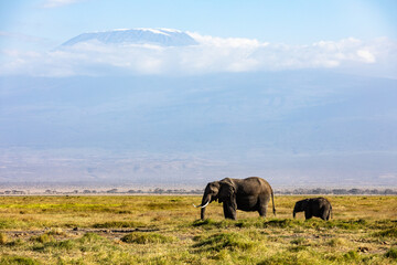 Fototapeta premium KENYA - AUGUST 16, 2018: Two elephants in Amboseli National Park