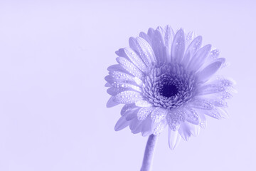 Delicate single gerbera flower in the morning dew. Monochrome image. Isolated on background. Copy space.