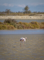 Pink Flamingo in the Camargue, Provence, France
