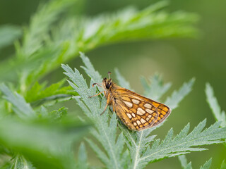 Chequered skipper or arctic skipper (Carterocephalus palaemon) butterfly on green plant