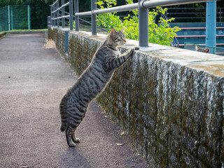 伸びて覗き込む猫