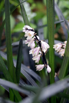 Black mondo grass (Ophiopogon planiscapus 'Nigrescens') in bloom, with its purple-blushed white flowers