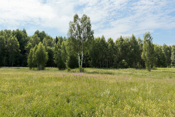 Young green birches in a meadow at the edge of the forest on a clear Sunny morning. Summer.
