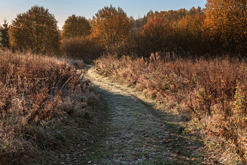 Country road going into the forest. Frozen grass in frost. Red trees. Autumn, frosty Sunny morning.