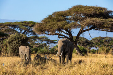 Fototapeta premium KENYA - AUGUST 16, 2018: Elephants in front of acacia trees in Amboseli National Park
