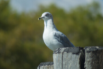 American herring gull