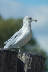 American herring gull