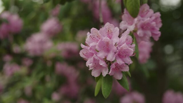 Slow motion pink azalea flowers in a garden