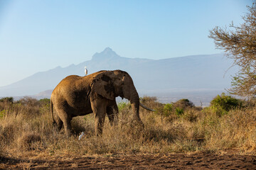 Naklejka na ściany i meble KENYA - AUGUST 16, 2018: Elephant in Amboseli National Park