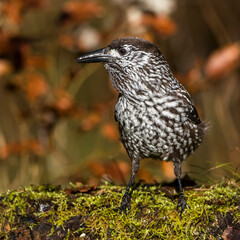 Tannenhäher (Nucifraga caryocatactes)