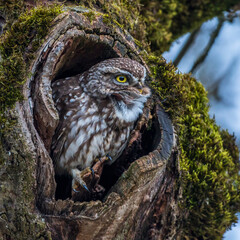 Steinkauz (Athene noctua) rufend, singend
