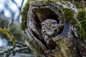Steinkauz (Athene noctua)