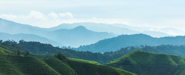 Panoramic view on Cameron Highlands