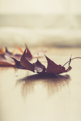 Jesienne liście © Klaudia