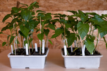 Pepper seedlings in pots. The concept of spring preparation for growing vegetables. Country style.
