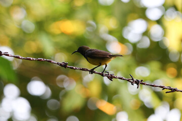 Olive-backed sunbird bird lives freely in nature perched on barbed wire