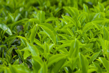 Fototapeta na wymiar Freshly growing tea leaves on a bush