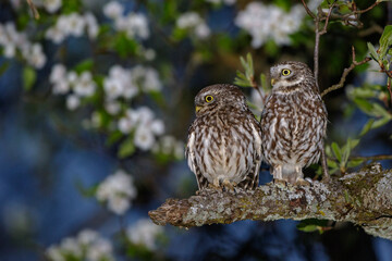 Steinkäuze (Athene noctua) Männchen und Weibchen