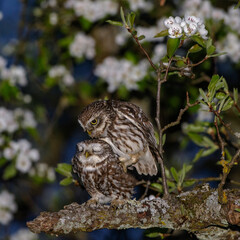 Steinkauz (Athene noctua)