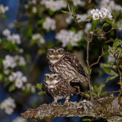 Steinkauz (Athene noctua)