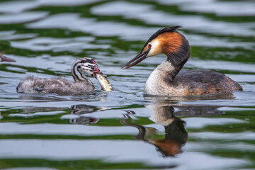 Haubentaucher (Podiceps cristatus) füttert