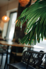 Palm tree in the living room. Designers choise.