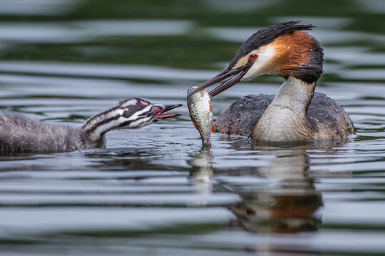 Haubentaucher (Podiceps Cristatus) Füttert