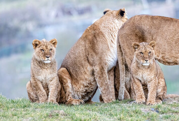 lioness and cubs