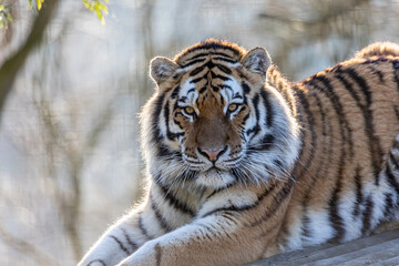 tiger on a platform