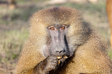 baboon sitting in the sun