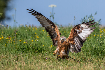 Rotmilan (Milvus milvus)