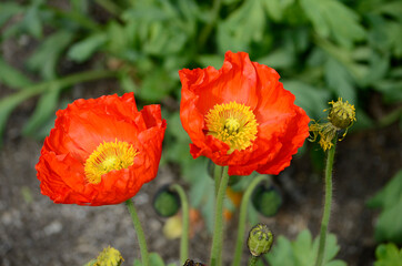 Fototapeta premium ポピー