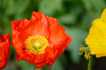 Obraz premium ポピー