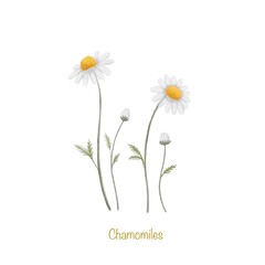 Watercolor Chamomile isolated on white background,little flower for elements decorative or design cardblossom blooming 