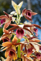 Obraz premium Phaius tankervilleae (Banks) - Blume Orchidaceae - Orchid